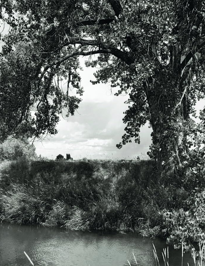 Robert Adams, Cottonwoods