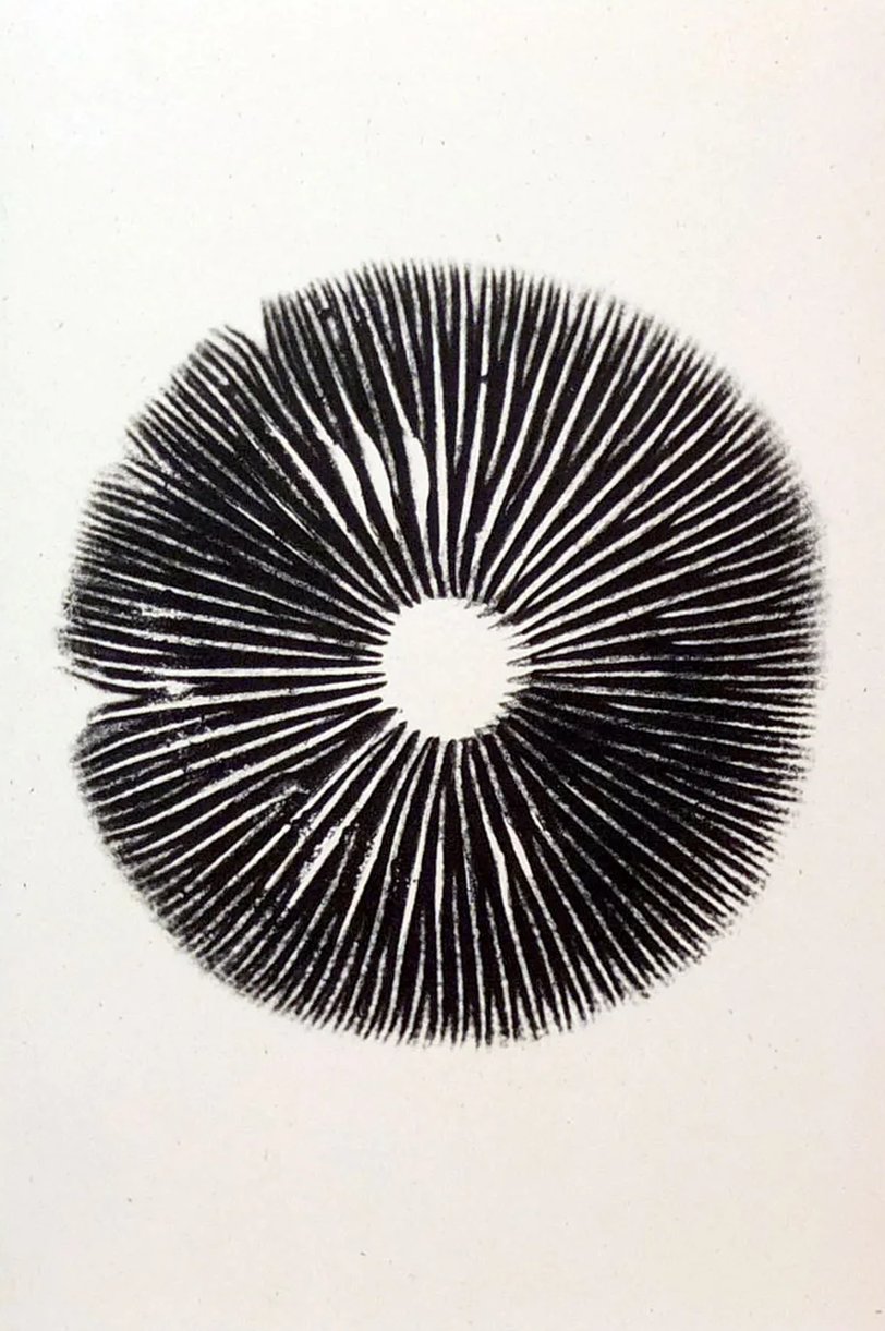 Annie Ratti, The Mushroom Project